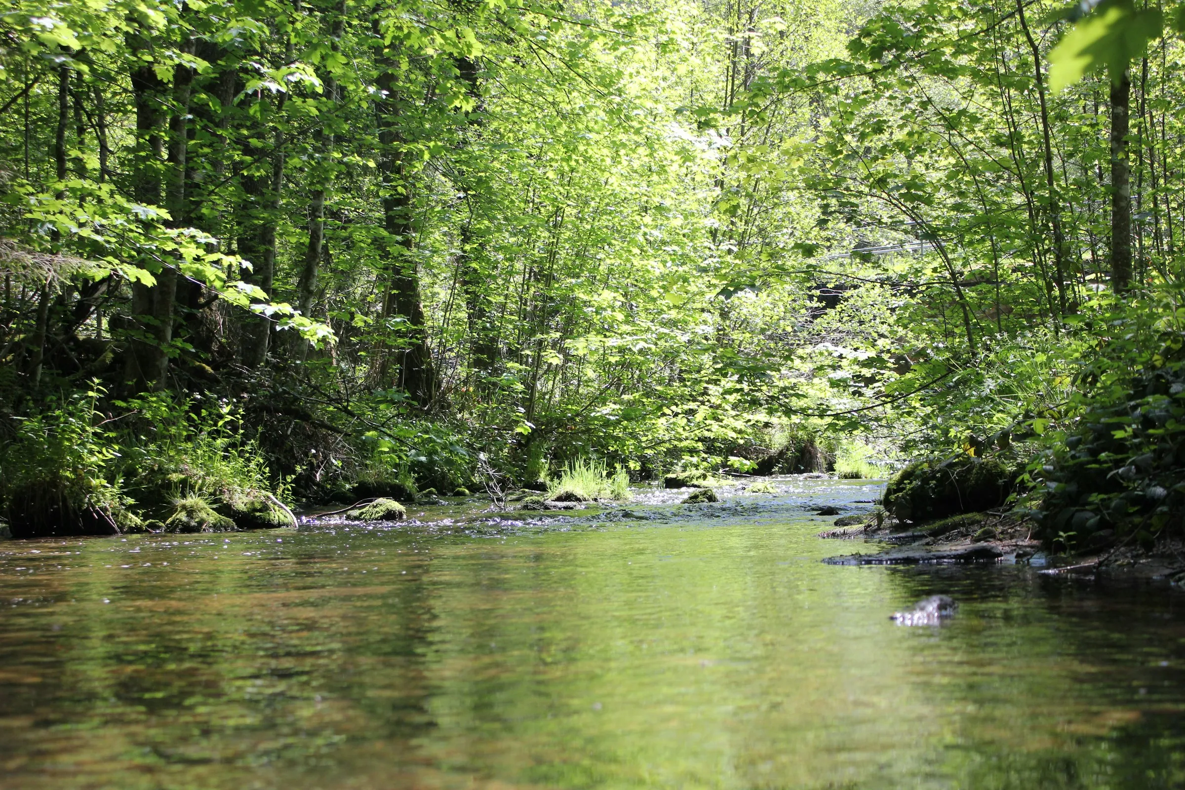 Die Enz fließt bei Bad Wildbad durch dichten Wald im Nordschwarzwald